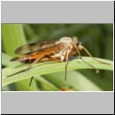 Rhagio vitripennis- Schnepfenfliege m02.jpg